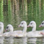 13445674_915655728563069_7085622379053290771_n